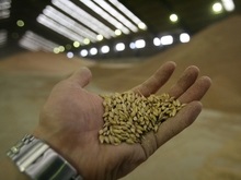Ющенко обещает за два года увеличить урожай зерновых до 50 млн тонн