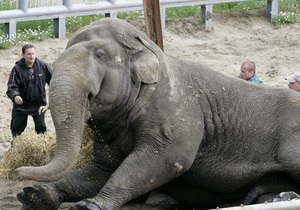 Слон Бой отпразднует 40-летие