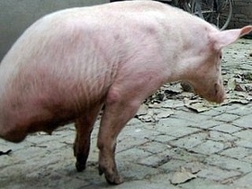 В Китае двуногая свинья научилась ходить