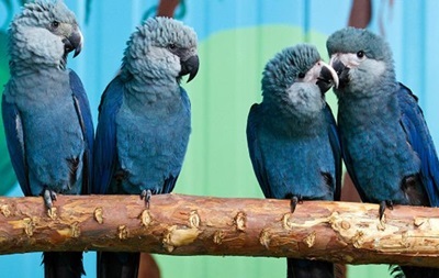 У Бразилії вперше за 15 років помічений блакитний ара