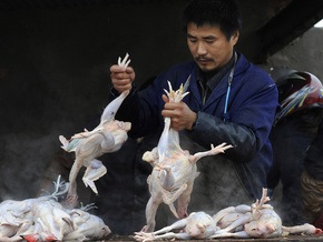 В Китае зарегистрирован шестой случай заражения птичьим гриппом