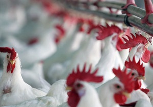 Ъ: Украина намерена увеличить импорт мяса
