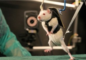 Парализованных мышей научили подниматься по лестнице