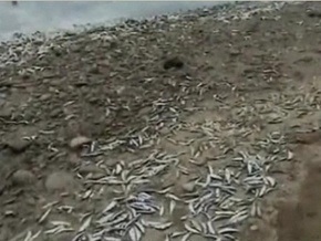 У побережья Чили произошла загадочная массовая гибель сардин
