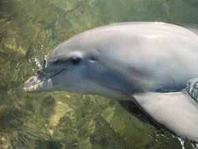 В Киеве осенью появится дельфинарий