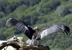Кондоров в Андах постигла странная смерть