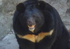 В Киевском зоопарке умер уссурийский медведь