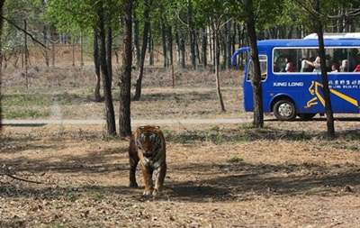 В сафари-парке под Пекином тигры загрызли туристку