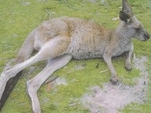 В Австралии разыскивают школьника, который избил кенгуру