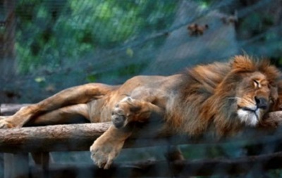 У зоопарку в Венесуелі за півроку від голоду померли півсотні тварин