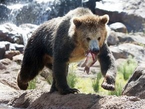 В эту субботу в Киевском зоопарке отпразднуют День медведя