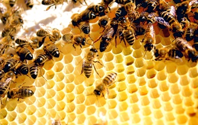 2,5 мільйона бджіл випадково знищили в Південній Кароліні