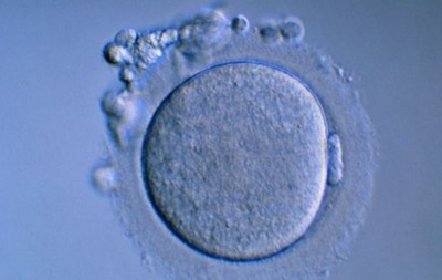 Британке разрешили использовать для зачатия яйцеклетки умершей дочери