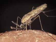 Житель Николаевской области заболел тропической малярией