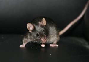 Американец, спасший мышь от кошки, госпитализирован с симптомами чумы