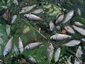 В Житомирской области зафиксировали массовую гибель рыбы