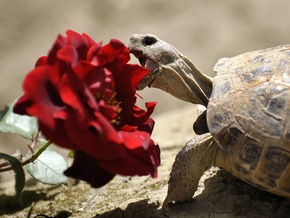 В Киевском зоопарке отпразднуют День черепахи