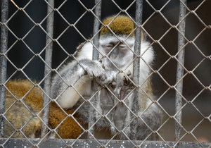 СМИ: В столичном зоопарке исчезло до 70% животных