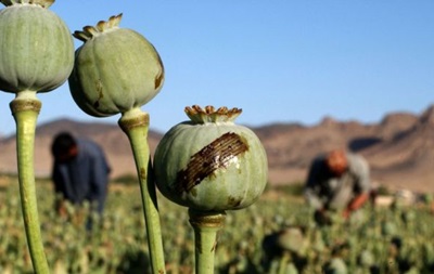 В ООН ожидают резкий рост производства опиума в Афганистане