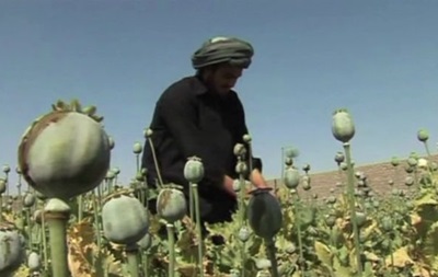 ООН: Виробництво опіуму в Афганістані може різко зрости