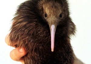 В Новой Зеландии создадут дезодорант для птиц киви