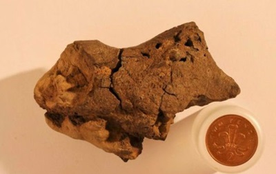 Палеонтологи вперше знайшли скам янілий мозок динозавра