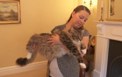 Книга рекордів Гіннесса визначила найдовшу кішку в світі