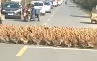 Гігантський потік качок перекрив дорогу в Китаї