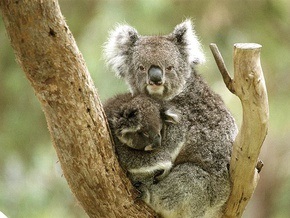 Ученые: Австралийские коалы могут исчезнуть через тридцать лет