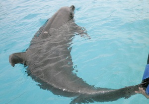 Отдыхающие на Лазурном берегу приняли дельфина за акулу