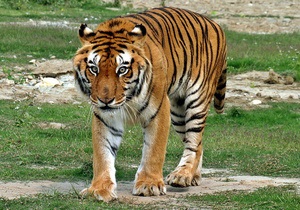 Тигры оказались более древними и дальними родственниками больших кошек