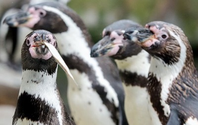 В канадском зоопарке расследуют смерть семи пингвинов