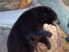 На Камчатке против водителя, который сбил медведя, возбудили административное дело
