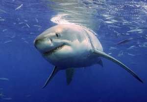 Ученые изучили рацион белых акул по химическому составу их позвонков