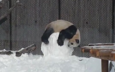 Панда со снеговиком покорила интернет