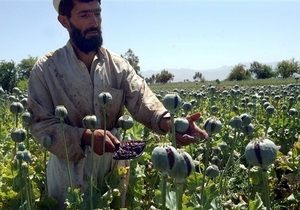 ООН: В Афганистане резко снизился урожай опийного мака