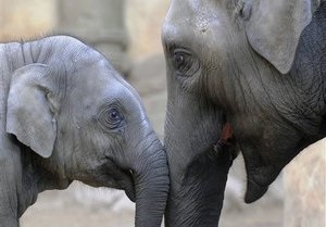 В Зимбабве браконьеры убили десять слонов