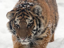 На территории военной части в Киеве обнаружены уссурийские тигры