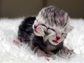 Впервые кошка родила двуглавого котенка