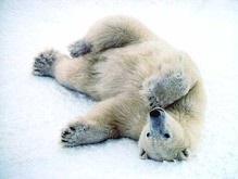 В России создали игру с целью спасти медведей