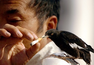 Городские птицы используют сигаретные окурки для защиты гнезд