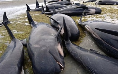 У Новій Зеландії на берег викинулися сотні китів