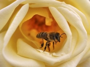 Пчелы под кокаином ведут себя как люди