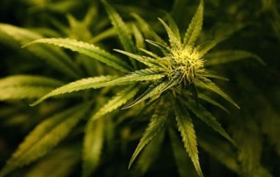 У Нідерландах підтримали легалізацію вирощування марихуани