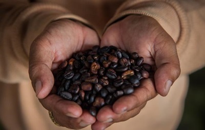 Бразилія вперше в своїй історії змушена імпортувати каву