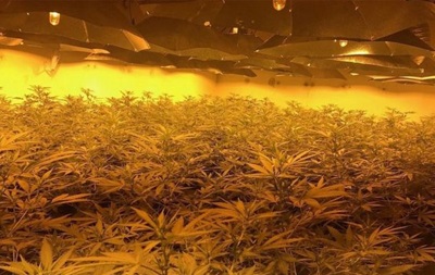 У бомбосховищі в Британії знайшли плантацію марихуани