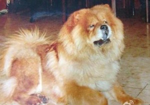 Житель Китая пообещал квартиру тому, кто найдет его собаку