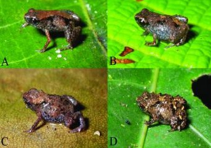В  Папуа-Новой Гвинее обнаружили самых маленьких лягушек