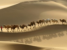 В Тунисе родился голубоглазый верблюжонок