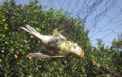 На британській базі на Кіпрі вбито майже мільйон птахів